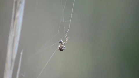 Spider web building working up till disappear from composition 스톡 동영상 34635100