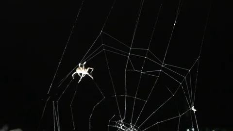Spider web built by a hard-working spider Stock Footage 116270225