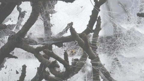 Spider web in Burma, Asia in 4K Stock Footage 95166257