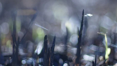 Spider web in the burned grass Stock Footage 74676239