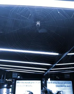 Spider Web At The Bus Stop In Prague Stock Photos