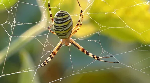 Spider on web in bushes Video stock 29219738