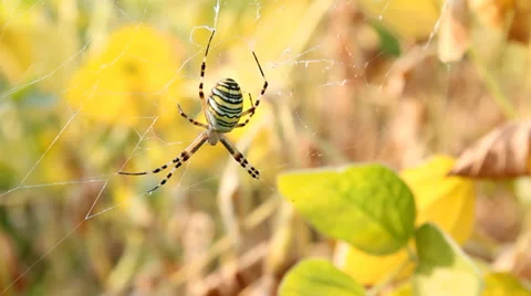 Spider on web in bushes Stock Footage 29222016