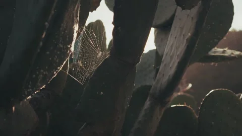 Spider web in cactus in sunny windy evening in Tenerife Stock Footage 328242649