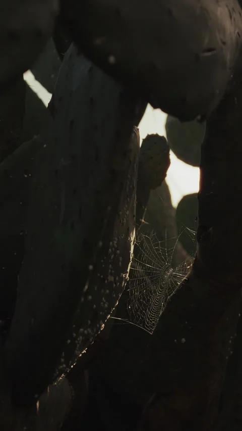 Spider web in cactus in sunny windy evening in Tenerife Stock Footage 328253612