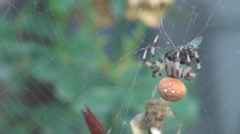Spider web capture hunt garden day morning  net detail network trap spiral home  Stock Footage 35332424