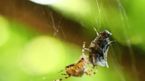 Spider on a web capturing a fly Natures predator and prey scene in an outdoor. Stock Footage 340526636