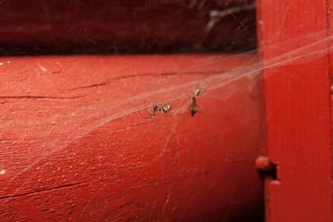 Spider in web with catch Stock Photos