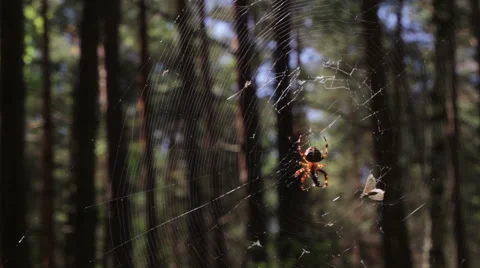 Spider on the web catches insects Stock Footage 67108848