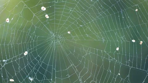 Spider web catching small insects against a soft green background in nature Stock Photos