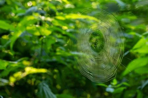 Spider web catching sunlight in green forest background Stock Photos