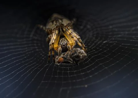 A spider in a web caught a fly and swaddled it Stock Photos