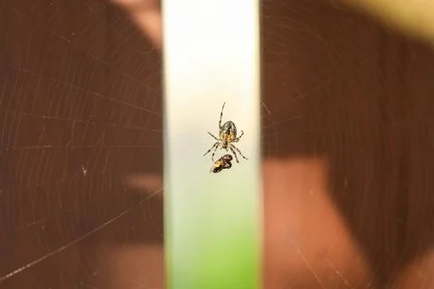 A spider in a web caught a fly in the garden. Stock Photos