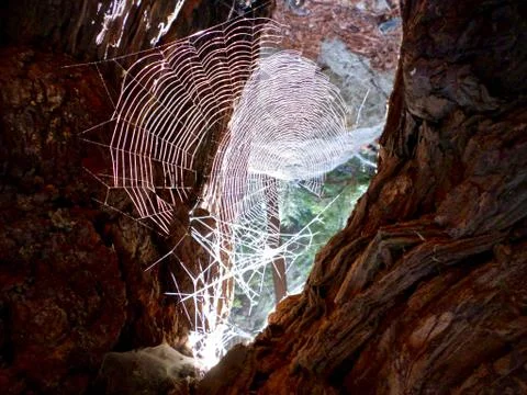 Spider Web Caught In Light Stock Photos