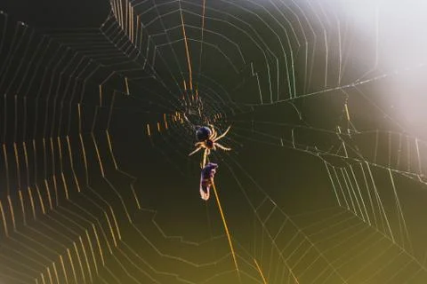 Spider on the web caught prey Photos