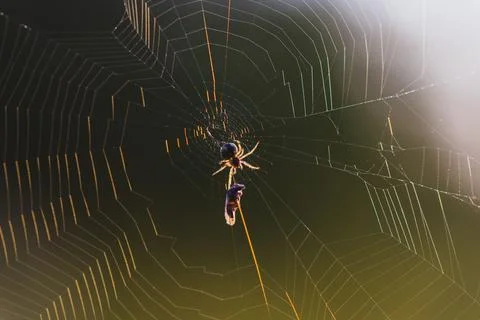 Spider on the web caught prey Stock Photos