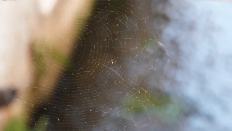Spider web in the city is blowing in the wind Vídeo Stock 122227588