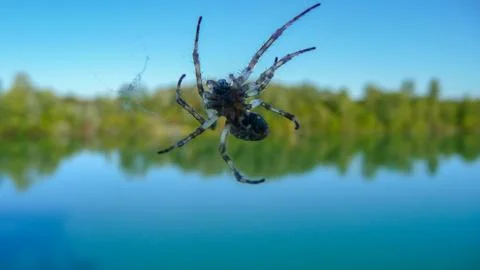 Spider on the web close-up. In the background - a bright blue lake. Stock Photos