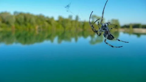Spider on the web close-up. In the background - a bright blue lake. Stock Photos