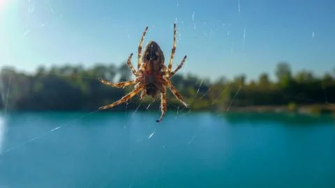 Spider on the web close-up. In the background - a bright blue lake. Stock Photos