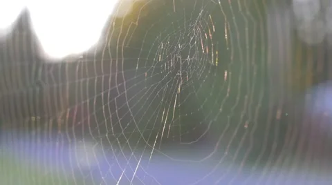 Spider Web Close Up in Breeze, Handheld Stock Footage 68661669