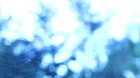 Spider Web Close-Up Broken Fragment Stock Footage 44018731