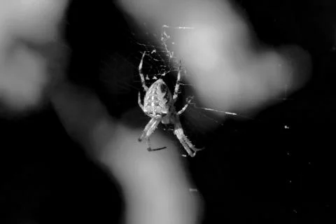 Spider in web, close-up. Cold tones photography. Halloween  and horror theme. Stock Photos