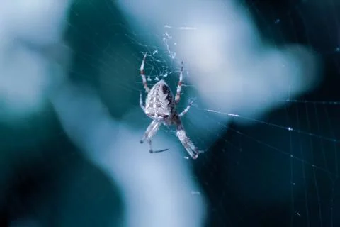 Spider in web, close-up. Cold tones photography. Halloween  and horror theme. Stock Photos