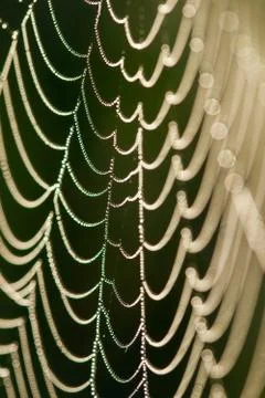 Spider web close-up with dew drops on it Stock Photos