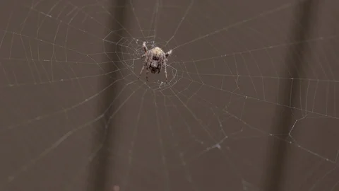 Spider on web close up eating breeze 스톡 동영상 95963222