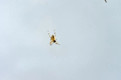 Spider in web close up with fly Stock Photos
