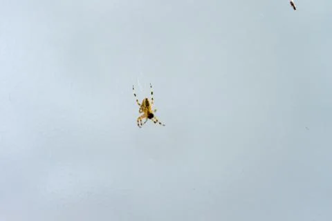 Spider in web close up with fly Stock Photos