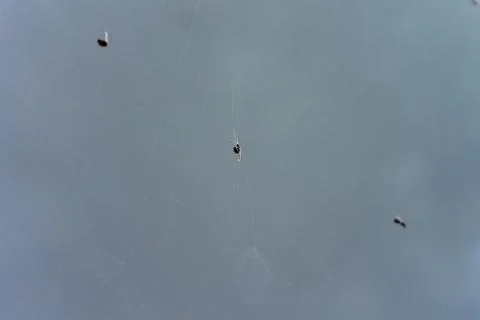 Spider in web close up with fly Stock Photos