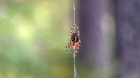 Spider on web, close-up Stock Footage 8652604