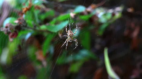 Spider on Web Close Up Video stock 29162956