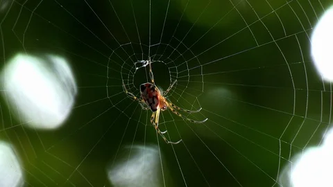 Spider in Web Close up Video stock 86475469