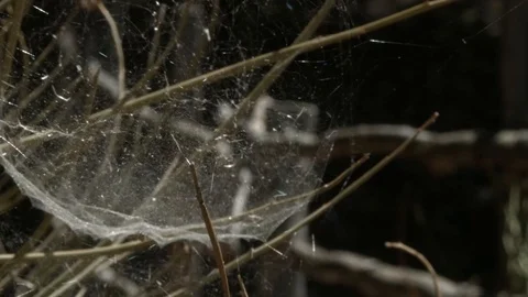 Spider web close-up Stock Footage 89996748
