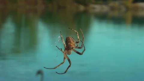 Spider on the web close-up. Vídeo Stock 98000227