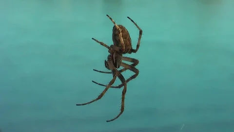 Spider on the web close-up. Vídeo Stock 98000244