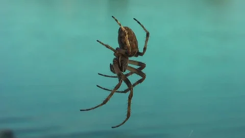 Spider on the web close-up. Vídeo Stock 98000294