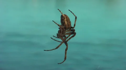 Spider on the web close-up. Vídeo Stock 98000312