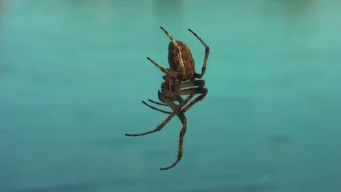 Spider on the web close-up. Vídeo Stock 98000384