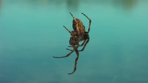 Spider on the web close-up. Vídeo Stock 98000513