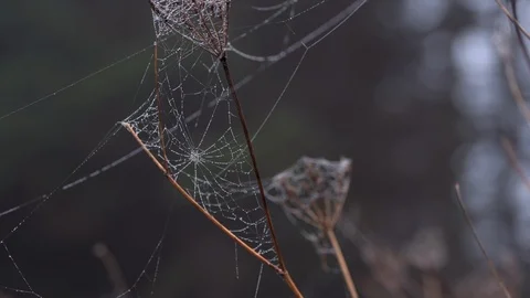 Spider web close up Stock Footage 98033083