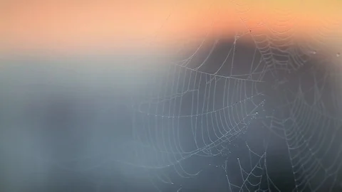 Spider web close-up. Stock Footage 99058921