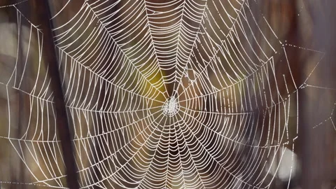 SPIDER WEB CLOSE UP Stock Footage 289925532