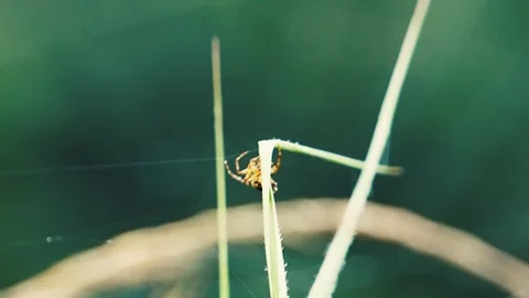Spider Web Close-Up Stock Footage 316891481