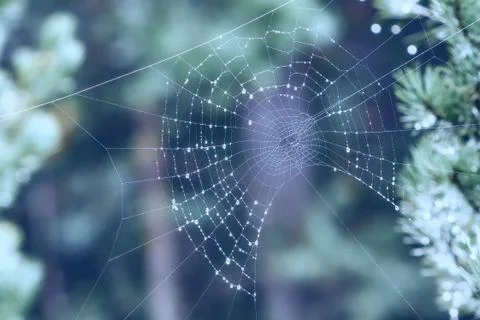 The spider web close up in the forest after the rain Stock Photos