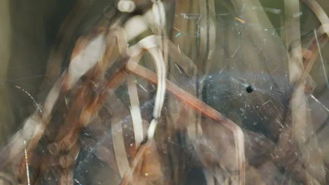 Spider web close-up in the forest 库存影片 106772571