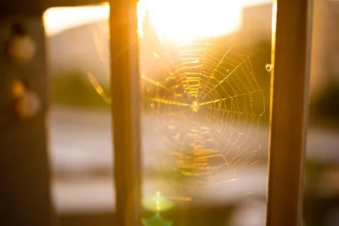 Spider web close-up. Natural pattern. Golden background. Soft sunlight. Foto stock